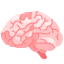 brain brain
